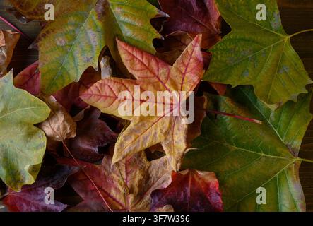 Un paysage automnal classique. Un tapis coloré de feuilles jaunes, orange, rouges et brunes crée une texture riche et symbolise le changement des saisons. Banque D'Images