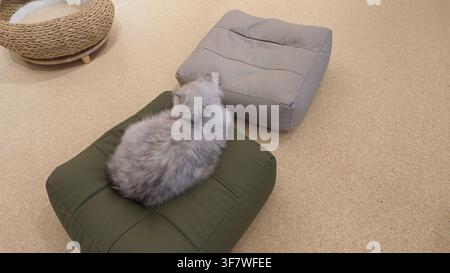 Chat reposant sur un coussin moelleux dans une pièce confortable Banque D'Images