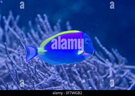 Tang bleu poudre (Acanthurus leucosternon), connu pour son corps bleu vif et sa nageoire dorsale jaune frappante, zoo de Korkeasaari, Helsinki, Finlande, Europe Banque D'Images