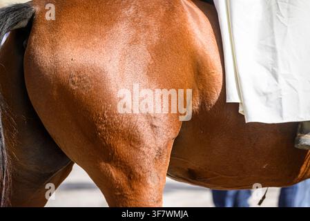Détail de l'anatomie équine montrant la puissante patte arrière et le flanc d'un cheval brun Banque D'Images