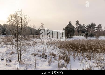 belle nature hivernale après une chute de neige et arbres caduques et conifères, arbustes et herbe sur le territoire du marais Banque D'Images