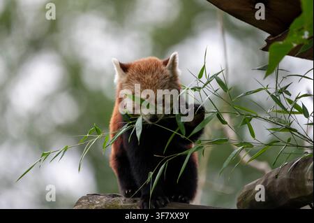 Panda roux assis sur une bûche et mangeant ou examinant des feuilles de bambou. L'animal est entouré de feuilles et de branches vertes et montre sa cha Banque D'Images