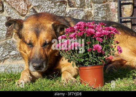 chien fatigué dormant dans la cour près d'un pot de fleurs Banque D'Images