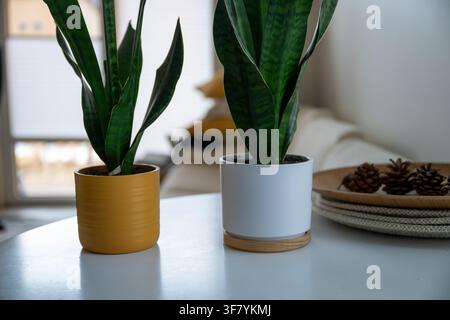 Plantes serpent dans des pots colorés décorant un intérieur moderne et confortable Banque D'Images