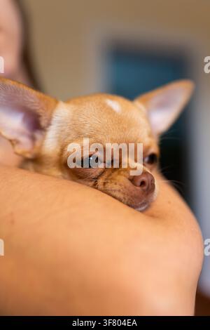 Portrait d'un petit chien Chihuahua mignon reposant sa tête sur le bras de son propriétaire Banque D'Images
