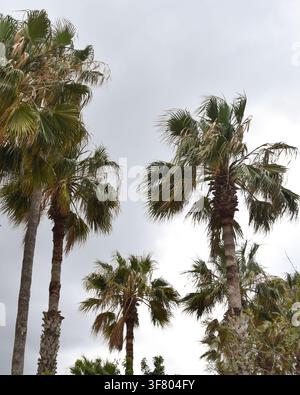 Grands palmiers contre un ciel nuageux à Réthymnon, Crète, capturant le caractère méditerranéen de la ville. Banque D'Images