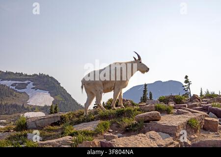 Chèvres de montagne dans le parc national des glaciers Banque D'Images