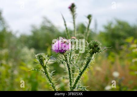 Abeille collectant du nectar sur un chardon violet dans une prairie sauvage avec des épines Banque D'Images