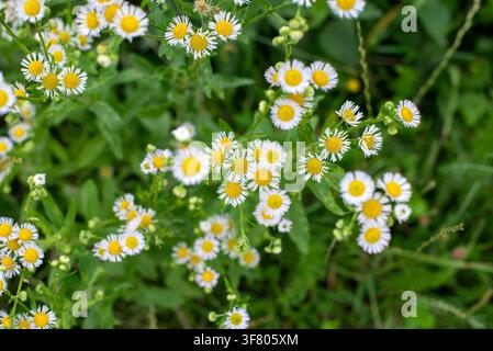 Grappes de petites marguerites sauvages blanches et jaunes fleurissant dans un vert Banque D'Images