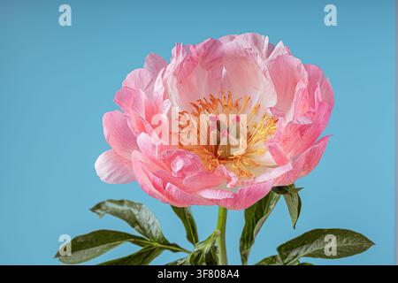 fleur de pivoine rose sur un fond bleu Banque D'Images