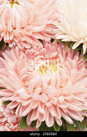 Fleurs de chrysanthème rose doux avec centres jaunes, fleur délicate Banque D'Images