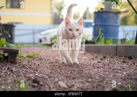 Chat blanc aux yeux orange vif rôde le long d’un sentier de terre en plein air, la queue dressée et la tête inclinée. Le félin curieux explore son environnement de jardin avec des pas attentifs par une journée ensoleillée. Banque D'Images