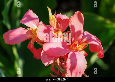 Close-up de fleurs de glaïole rose vif épanouies sur une tige haute de jardin sous une lumière naturelle vive. Les fleurs ouvertes affichent des larges pétales doucement froncés Banque D'Images