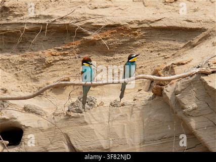 L'abeille européenne (Merops apiaster) est l'un des oiseaux les plus colorés d'Europe, se distinguant par ses plumes jaune vif, bleues et brunes. Banque D'Images