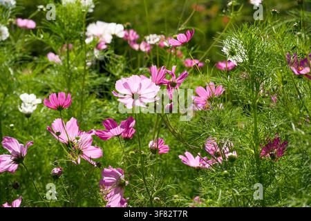 Fleurs de cosmos roses et blanches en abondance parmi un feuillage vert délicat dans un jardin ensoleillé en été, créant un affichage floral naturel vibrant avec o Banque D'Images