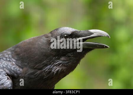 Corbeau commun Corvus corax, appelant, gros plan de la tête et du cou. Juillet. Banque D'Images