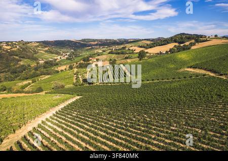 Vue aérienne des collines de vignoble en été, campagne ondulée avec rangées de vignes et fermes, Oltrepo Pavese, Lombardie, Italie Banque D'Images