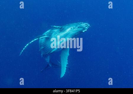 Jeune baleine à bosse (Megaptera novaeangliae) nage sous l'eau à Tonga avec sa mère à proximité Banque D'Images