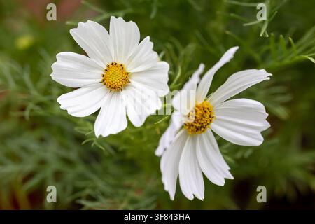 Fleurs précoces naines Vega de Cosmos bipinnatus blanc gros plan Banque D'Images