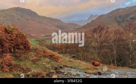 Couleurs automnales dans le Lake District avec une vue sur les Langdale Pikes depuis la vallée de Little Langdale Banque D'Images