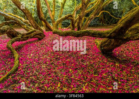 Promenade dans les bois à Ulverston avec des arbres et une couverture du sol colorée en Cumbria Banque D'Images