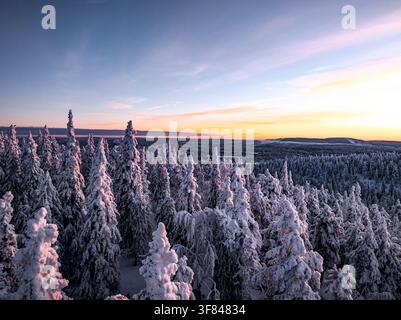 Forêt enneigée gelée au lever du soleil avec des arbres couverts de neige en Finlande pendant la saison hivernale Banque D'Images