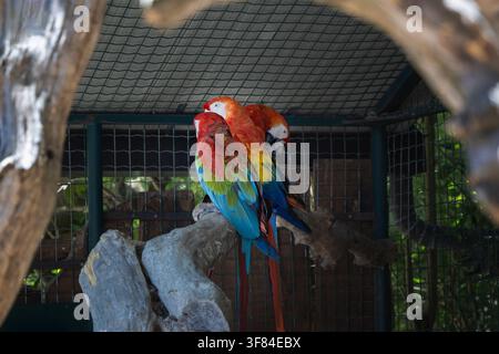 Trois aras rouge et bleu vifs perchés ensemble sur une branche en bois à l'intérieur d'une cage d'aviary. Banque D'Images