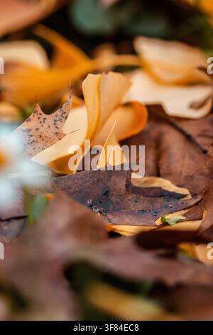 gros plan de feuilles de ginkgo dorées couvrant le sol en automne, formant une texture naturelle riche avec un feuillage en forme d'éventail, des tons ocre chauds et un s dense Banque D'Images