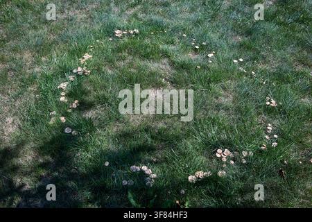 Anneau de fée naturel formé par des champignons Marasmius oreades sauvages poussant en motif circulaire sur une pelouse verdoyante en plein été, mettant en valeur l'unicité Banque D'Images