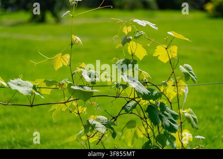 Jeunes pousses de vigne avec des feuilles vertes fraîches et des vrilles délicates grimpant sur un fil de treillis métallique dans l'exploitation viticole Banque D'Images
