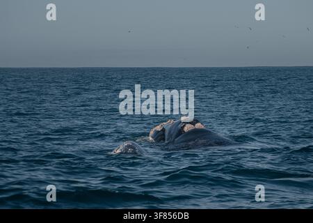 Baleine à bosse australe et son jeune veau faisant surface dans les eaux bleues de l'océan d'Afrique du Sud, mettant en valeur la faune marine Banque D'Images