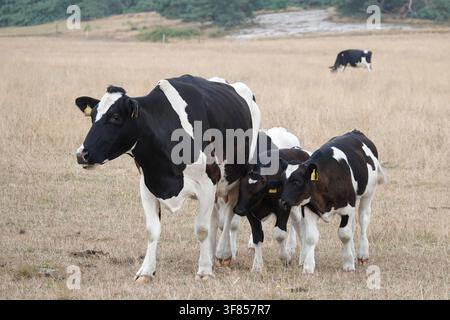 Un groupe de vaches Holstein noires et blanches, dont une adulte et plusieurs veaux, se tiennent dans un champ sec et herbeux en Allemagne. Le paysage montre des signes de Banque D'Images