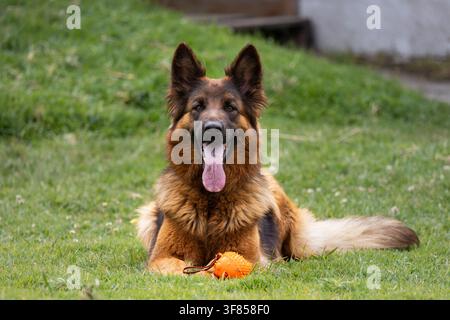 Chien Berger Allemand à poil long couché sur l'herbe avec un jouet orange, regardant la caméra en plein air. Banque D'Images