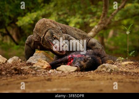 Dragon de Komodo Varanus komodoensis également moniteur de Komodo, grand reptile de Varanidae endémique aux îles indonésiennes de Komodo, Rinca, Flores, chasse et Banque D'Images