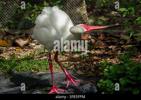 Un ibis blanc américain dans la nature Banque D'Images
