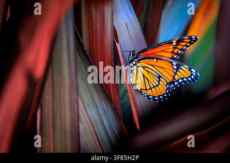 Papillon monarque (Danaus plexippus) devant un feuillage rouge Banque D'Images
