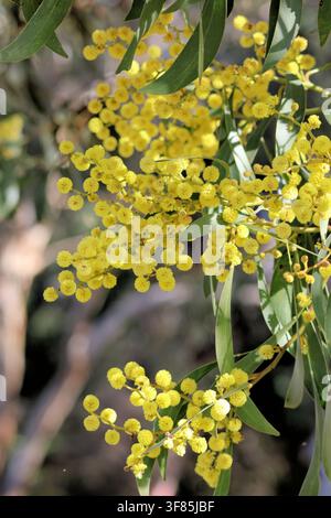 Gros plan de fleurs d'acacia doré (Acacia pycnantha) sur un arbre, Australie du Sud Banque D'Images