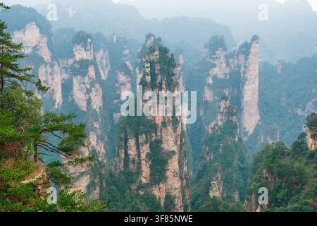 Piliers de grès imposants recouverts d’une forêt luxuriante dans un paysage montagneux brumeux du parc national forestier de Zhangjiajie, Hunan, Chine. Voyage et tourisme Banque D'Images