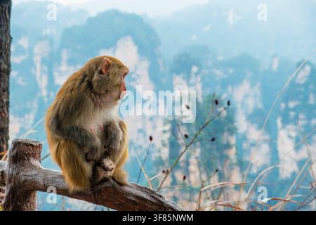 Macaque sauvage assis sur une rambarde en bois avec des montagnes de grès brumeuses et le paysage forestier du parc national forestier de Zhangjiajie, Hunan, Chine Banque D'Images