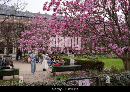 Fleur de cerisier dans les jardins du Palais Royal à Paris, France Banque D'Images