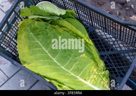 Une grande feuille verte repose sur une surface en maille noire dans une terrasse ou un espace jardin extérieur, créant une scène sereine et naturelle avec une perspective vue du dessus Banque D'Images