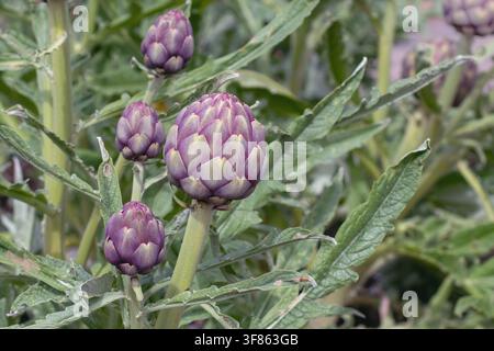 Boutons comestibles violets de Cynara cardunculus var. scolymus, également connus sous le nom d'artichaut globe ou artichaut français, poussant parmi un feuillage bleu-argenté dans un or Banque D'Images