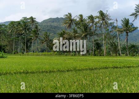 Paysage rural pittoresque avec un champ de riz vert vif et de grands cocotiers sur fond de montagnes luxuriantes à Pacitan, Java oriental, Indonésie. Banque D'Images