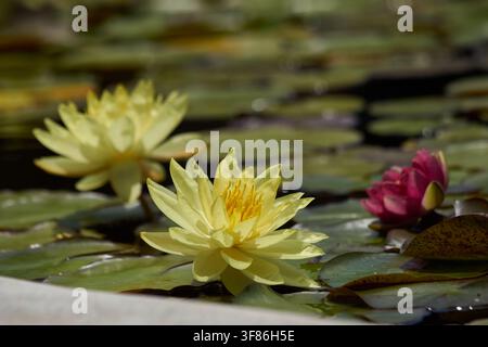 Nénuphar jaune robuste Banque D'Images