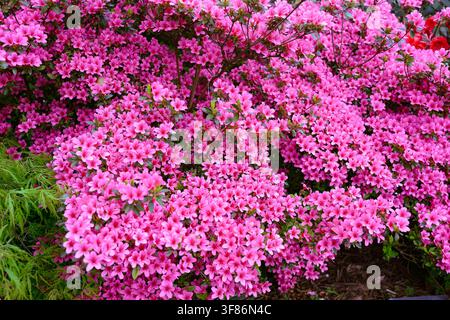 Rhododendron Amoena rose Fleurs naines poussant dans un jardin Banque D'Images