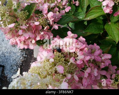 Bourdon pollinisant de petites fleurs d'hortensia roses Banque D'Images