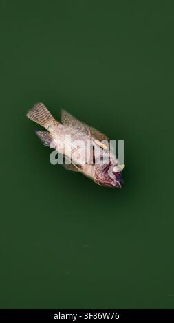 Poisson mort flottant à la surface d'une eau polluée verte Banque D'Images