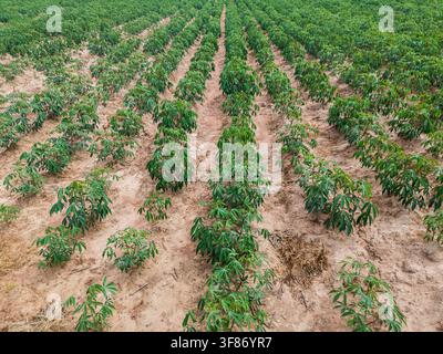 Champ de manioc avec des rangées de cultures, sol cultivé, plantes de manioc en croissance et paysage agricole Banque D'Images