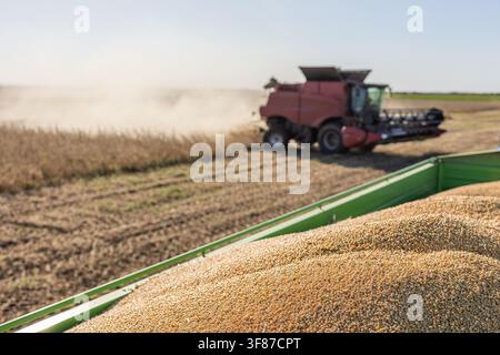 Vue rapprochée de plants de soja matures dans un champ agricole doré pendant la saison des récoltes, avec une faible profondeur de champ et une moissonneuse-batteuse floue Banque D'Images