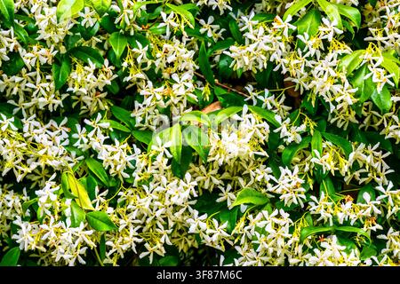 Fleurs blanches denses en forme d'étoile du jasmin étoilé (Trachelospermum jasminoides) en pleine floraison sur un feuillage vert brillant. Banque D'Images